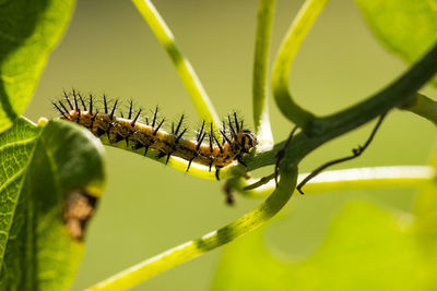 Close-up of insect on plant