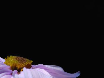 Close-up of flower over black background