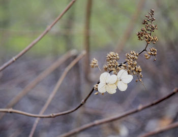 Close-up of white flowers