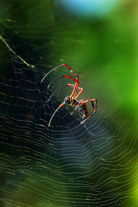 Close-up of spider on web