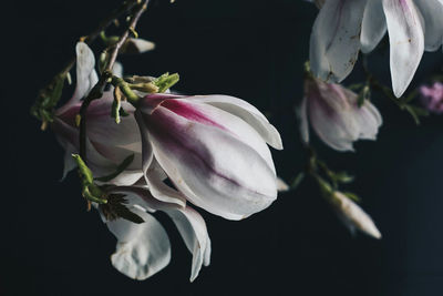 Close-up of pink orchids against black background