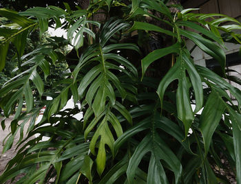 Close-up of fresh green plants