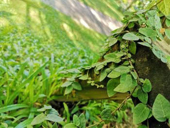 Close-up of plant growing on field