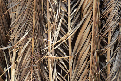 Full frame shot of dry plants