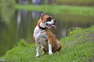 Dog sticking out tongue on field