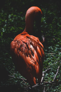 Close-up of a bird
