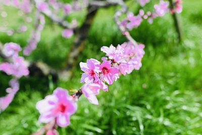 Close-up of pink flowering plant