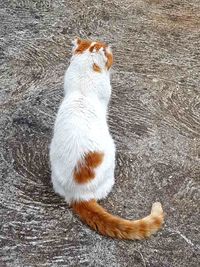 High angle view of cat looking away