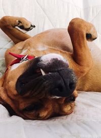 Close-up of dog sleeping