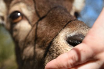 Cropped image of person touching deer at zoo