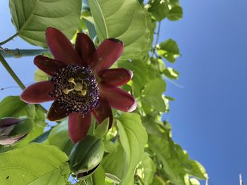 Close-up of red flowering plant