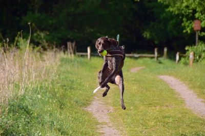 Dog running on field