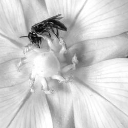 Close-up of insect on flower