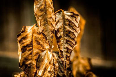 Close-up of dried leaves