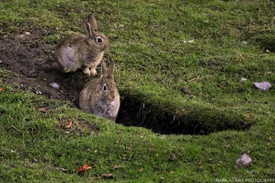 Rabbits on grassy field