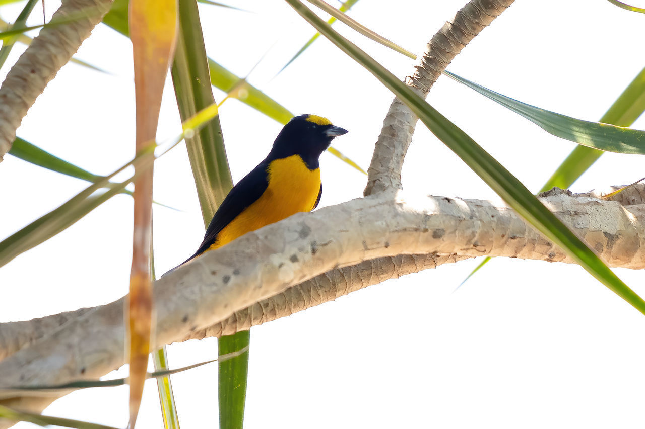 LOW ANGLE VIEW OF BIRD PERCHING ON A BRANCH