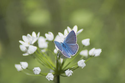 Close-up of butterfly on purple flower