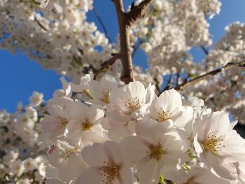 Low angle view of cherry blossom