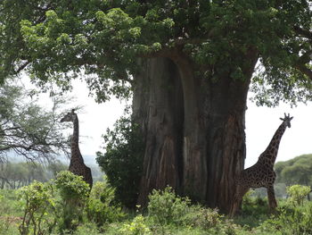 Trees growing on field