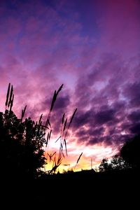 Low angle view of silhouette plants against dramatic sky