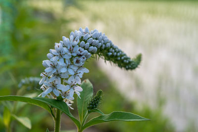 Gooseneck loosestrife