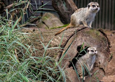 Close-up of squirrel on field