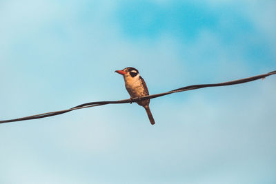 Low angle view of bird perching on cable against clear sky