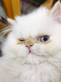 Close-up portrait of white cat