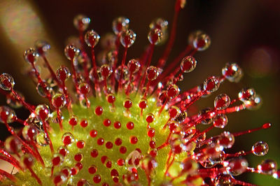 Close-up of wet red flowering plant