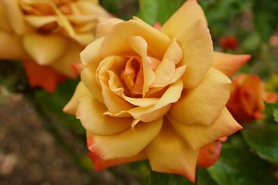 Close-up of rose blooming outdoors