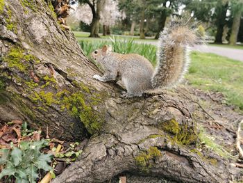 View of sheep on tree trunk