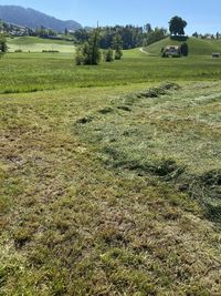 Scenic view of field against sky