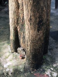 Close-up of lizard on tree trunk