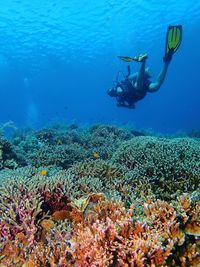 View of coral swimming in sea