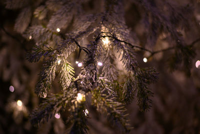 Close-up of illuminated christmas tree