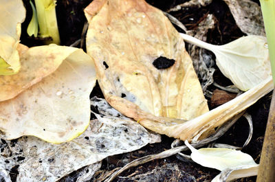 Close-up of lizard