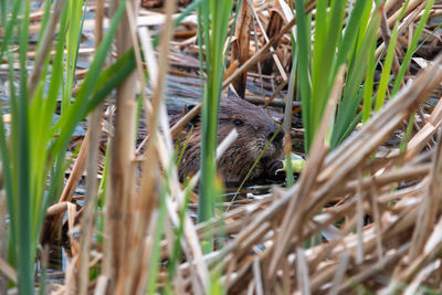 Close-up of bird in nest
