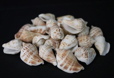 Close-up of conch seashells on black background