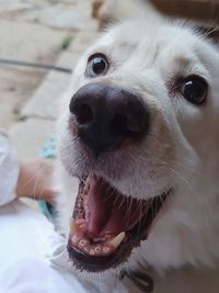 Close-up of dog looking at camera