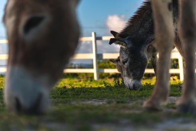 Donkeys grazing in ranch