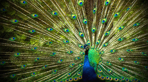 Peacock feathers