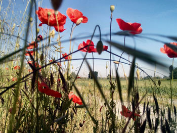 Close-up of red poppy blooming in field