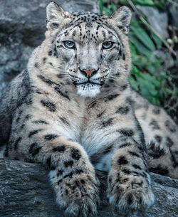 Close-up of tiger