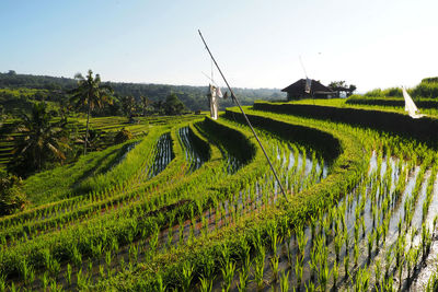 Scenic view of rice field against sky. jatiluwih, tabanan, bali, indonesia