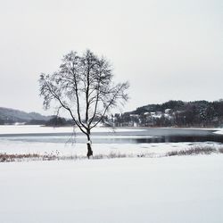 Bare trees on snow covered landscape