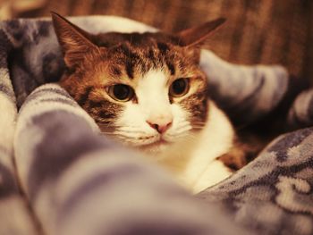 Close-up portrait of tabby kitten