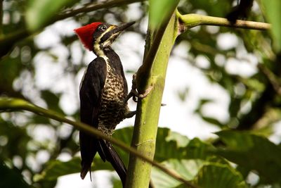 Close-up of bird perching on branch