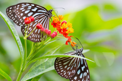 Close-up of butterfly pollinating on flower