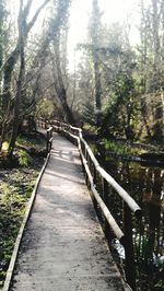 Footpath passing through forest