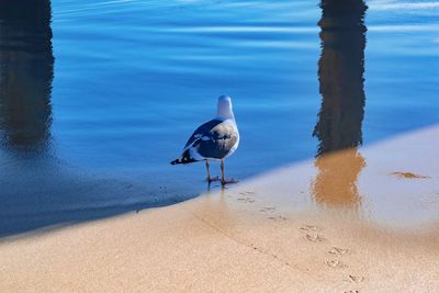 Seagull perching on a beach